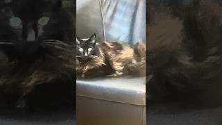 Nicoles Kater ist wieder aktiv- kein Schwindel, kein Umfallen mehr