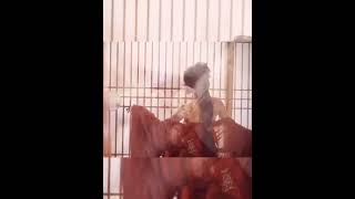 Tiktok Gái Xinh Bikini ❤️ Những Clip Tiktok Triệu View ❤️ Mejores Tik Tok Chinese Girls  #Shorts