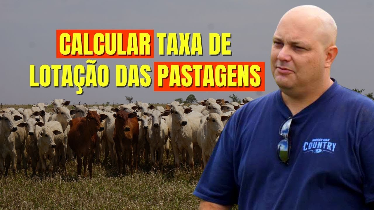 É ISSO QUE VAI AJUDAR A CALCULAR A TAXA DE LOTAÇÃO DAS PASTAGENS | PROF MARCELO COSTA
