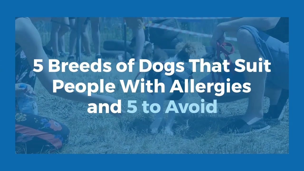 5 Breeds of Dogs that suit People with allergies and 5 to avoid