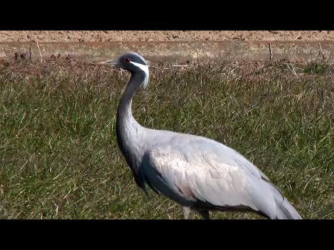 アネハヅルについて詳しく解説