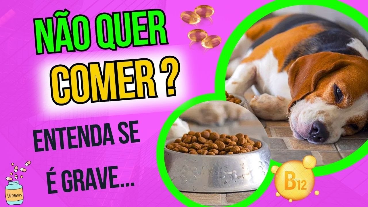 Cão Não Quer COMER? Amoado e Abatido Será Grave? Saiba O Que É AGORA neste Vídeo!