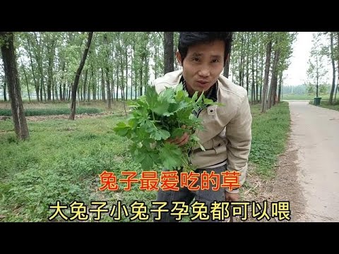 兔子可以吃桑葉嗎