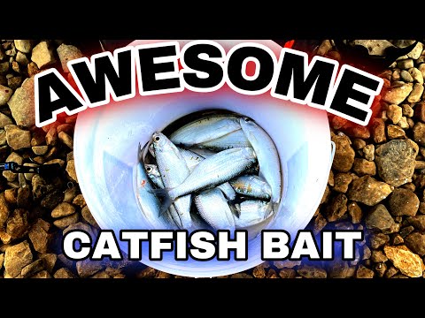 How To Catch The AWESOME Summer Time Catfish Bait!!