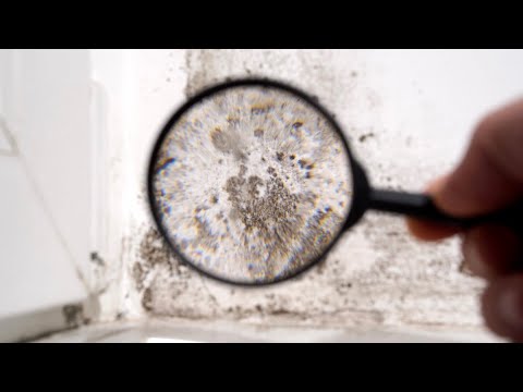 Schimmel in der Wohnung: So vermeidet ihr die Gefahr!