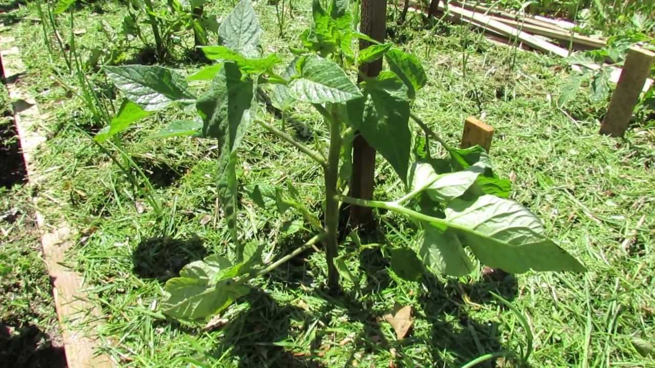 Creating a Splash and Disease Barrier for Tomatoes - The Rusted Garden 2013