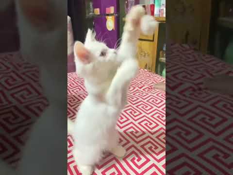 Cat tuktuk is playing