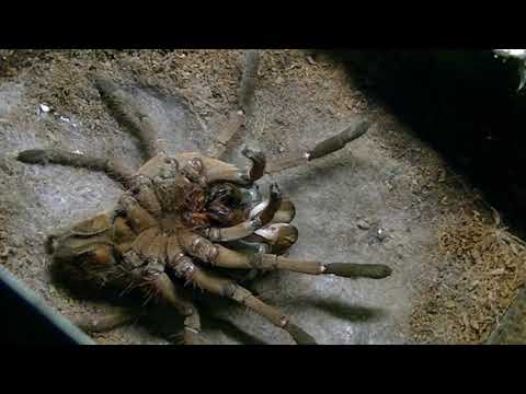 Theraphosa stirmi   (wylinka na L8)