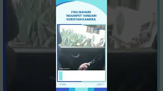 KETAHUAN! Intip Ini Rekaman Video Firli Bahuri Meringkuk 'NGUMPET' saat Hindari Sorotan Kamera