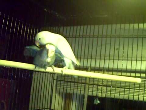 Breeding Pair Of Love Birds. - YouTube