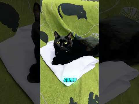 This mischievous cat unexpectedly gained superpowers