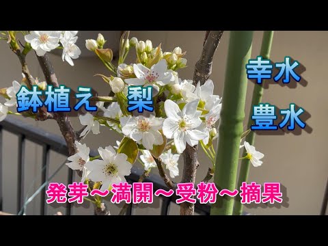 園芸 梨の木を育てるヒント