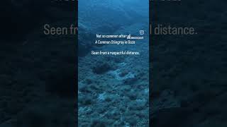 Download lagu One of the highlights of recent dives... #stingray #GozoDiving #CommonStingray #MarineLife mp3
