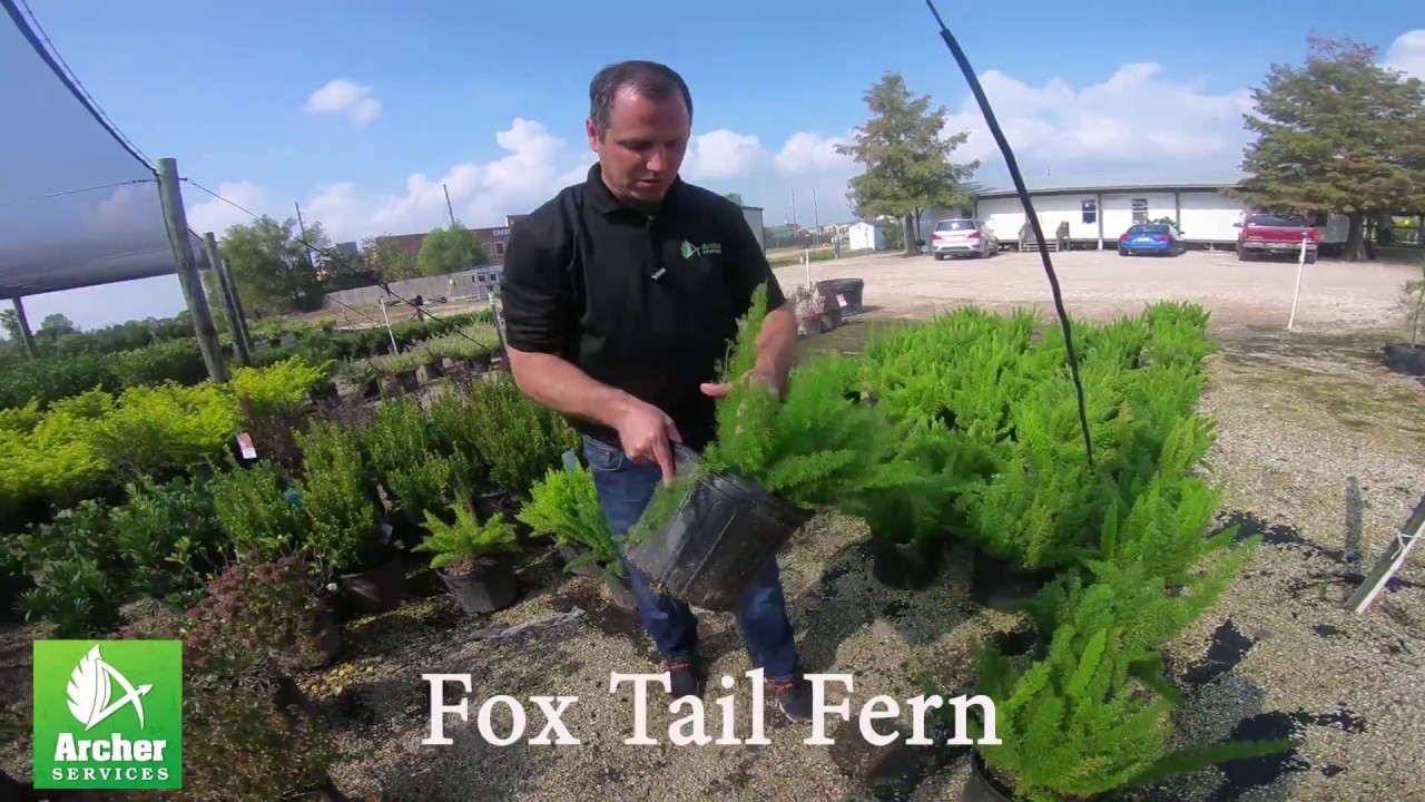 Fox Tail Fern - Archer Services