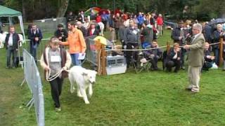 preview picture of video 'les fêtes de Chiens des Pyrenees'