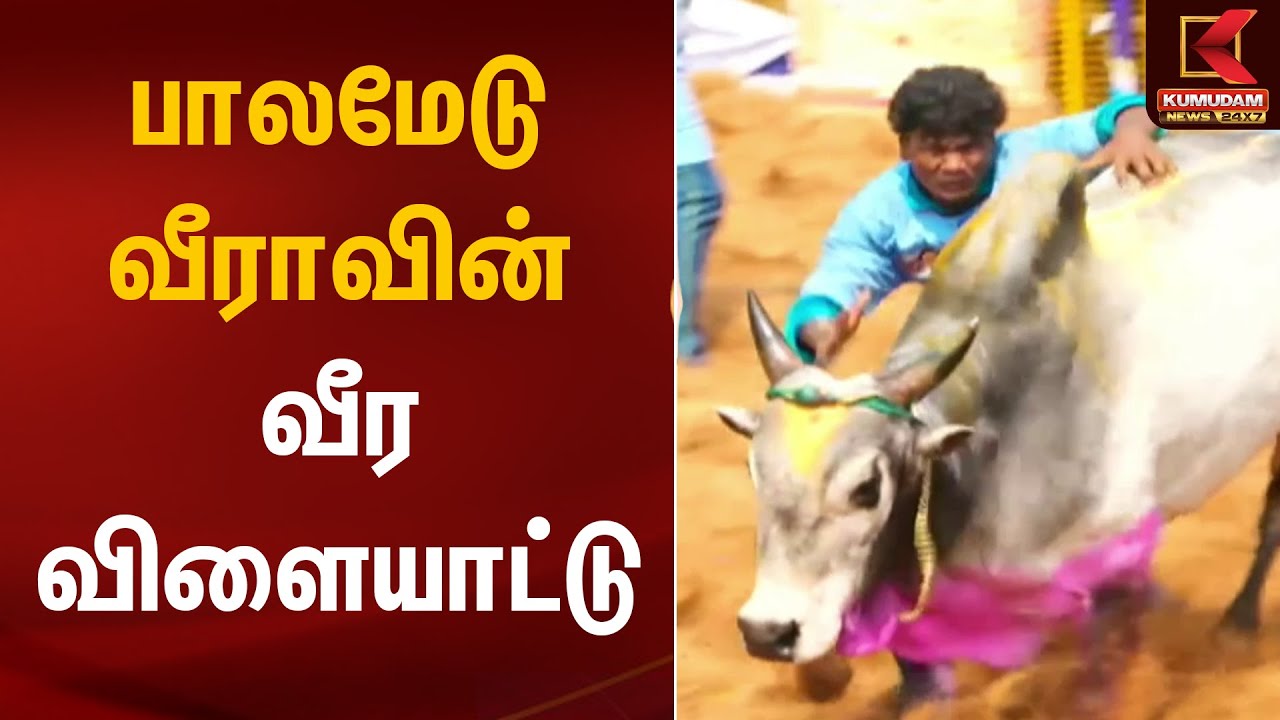 பாலமேடு வீராவின் வீர விளையாட்டு🐂 | Palamedu Jallikattu | Pongal 2026 | Kumudam News