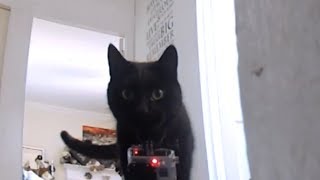 Go Pro Cat Collar Cam - What the cats really get up to when no one is home.