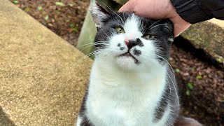 喜んでベンチに案内してくれる人懐っこくてかわいい猫ちゃん