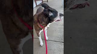 Video preview image #1 Boxer-Unknown Mix Puppy For Sale in Rootstown, OH, USA