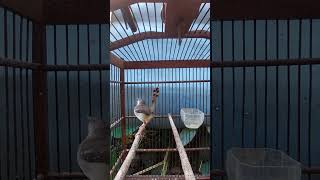 Download lagu Pancingan ciblek semi gacor #ciblek #kicaumania mp3