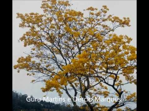 Canto Dos Ipês Amarelos video