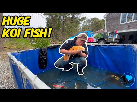 Transforming Cape Cod Backyards: Koi Pond Restoration