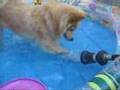 My Spitz Playing in His Pool 