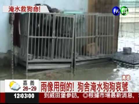 大雨灌南台! 動物協會狗舍險滅頂