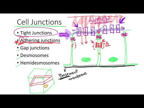 Dr. Benaduce: Cell Junctions (Tissues Lecture)