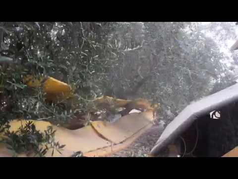 Tree Shaker, Olives, Harvest, Argentina 2017/ Olivas, Cosecha, Argentinas 2017