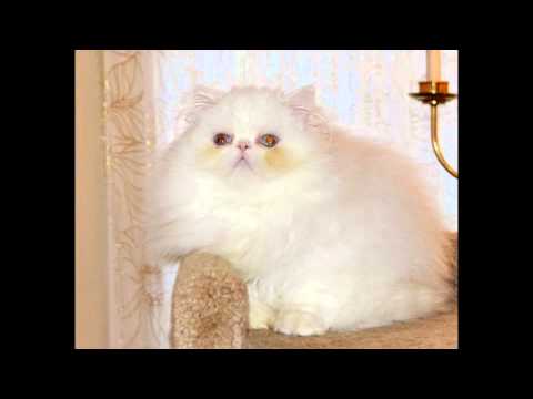 Beautiful Blue Eyed White Persian Kitten Boy - 3 months old