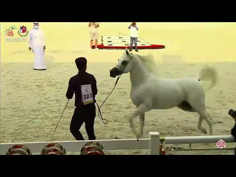 N.323 D LABBAD - UAE National Championship 2020 - Stallions 7-9 Years Old (Class 11).mp4