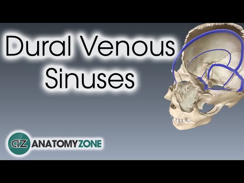 Dural Venous Sinuses | 3D Anatomy Tutorial