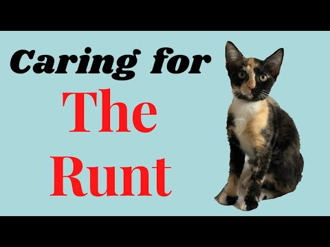 What's So Special About RUNT Kittens? A Lot!