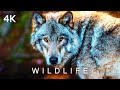 WILDLIFE in 4K | 2 Hours | Wolves Bears Lions Tigers Nature Wild Animals Relaxing Music Ultra HD
