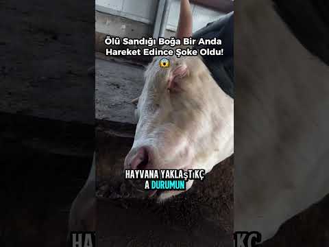 Ölü Sandığı Boğa Bir Anda Hareket Edince Şoke Oldu! 😱