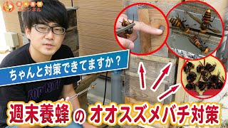 粘着シートやペットボトルトラップは必要？週末養蜂のオオスズメバチ対策を解説します！
