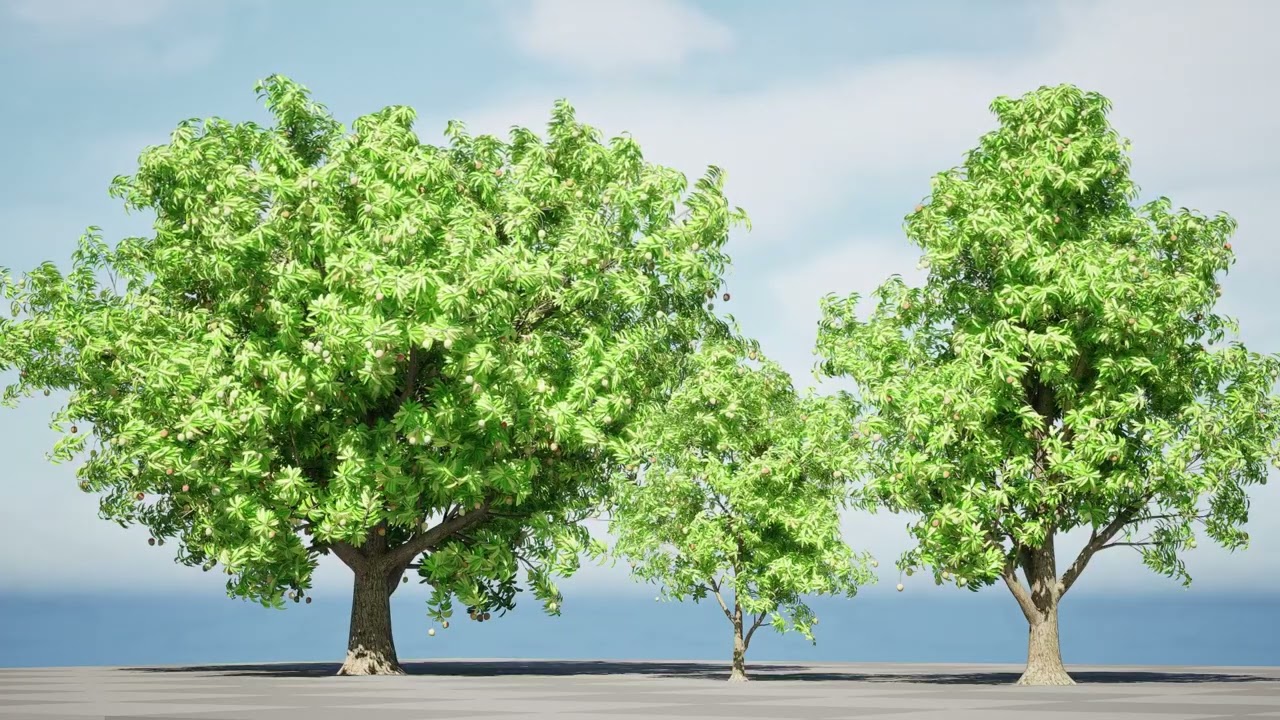 망고나무 3D 모델