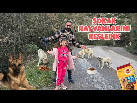 POYRAZ ELİF BABASIYLA KÖPEKLERİ BESLEDİK!!