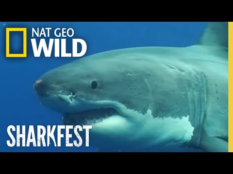 Caged by a Shark | SharkFest Premiere: Great White Sharks | National Geographic WILD