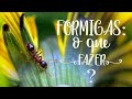 FORMIGAS As 3 MELHORES Dicas Estão Neste Vídeo