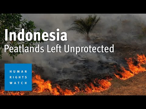 Oil Palm Expansion Risks Environment, Harms Communities | Human Rights Watch