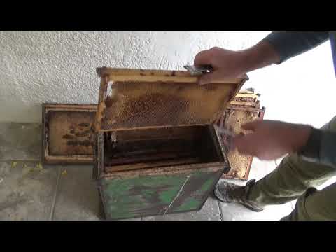 что в ловушке в которой прожили 4 года пчёлы на дереве