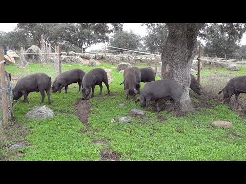 Montanera - Pigs fattening themselves on acorns in the Dehesa