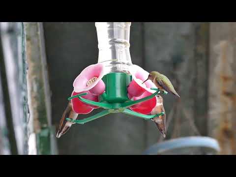 Humming bird frenzy
