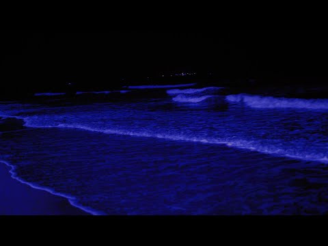 Count The Waves To Fall Asleep - It Really Works -Deep Sleeping With Ocean Sounds All Night