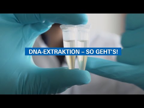 DNA extraction – here's how! Featuring the octopus Argonauta argo, Mollusc of the Year 2021