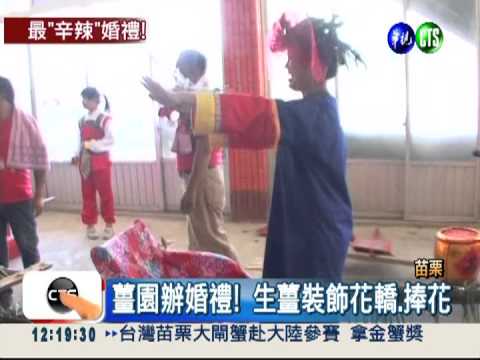 想娶新娘先吃生薑 新郎滿身汗!