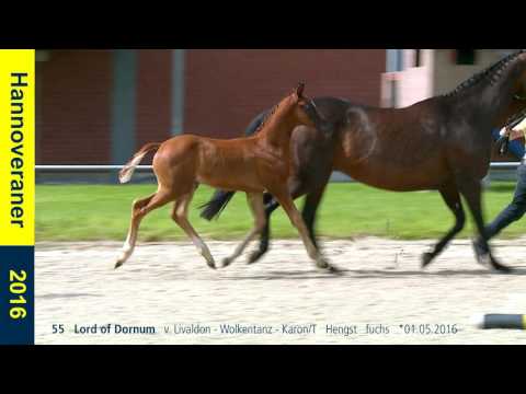 55   Lord of Dornum   v  Livaldon   Wolkentanz   KaronT   Hengst   fuchs   01 05 2016