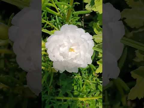 Pratima flower 🌺🌹🌹🌺🌿☘️🥀🌴☘️☘️🌿🌿🌺🌺🌹🌹🌻🌻